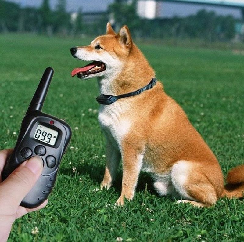 AntiBjeff dressurhalsbånd m/fjernkontroll, hundetrening